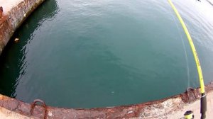 Смарида ( Черноморский окунь ) ловля на черноморского усика. 23.04.2021г.