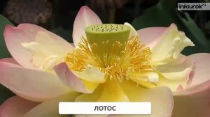 Красная книга | Окружающий мир 2 класс #47 | Инфоурок