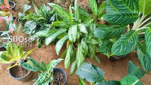 13 types of Aglaonema | Aglaonema Care and Propagation | മലയാളം | SIJOseGarden