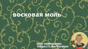 Восковая моль в RADAR GP | Поиск блага для людей.