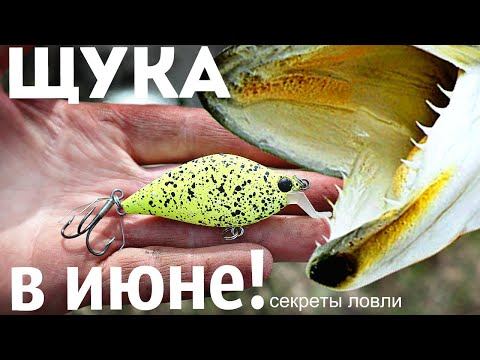 Как успешно ловить щуку в июне? Секреты от профессионального щукаря для рыбалки на щуку в июне!