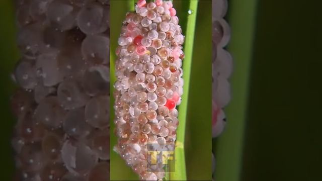 Ничего необычного, просто улитка откладывает яйца смотреть онлайн