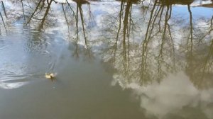 Новинка Crazy Fish Versus. Жор щуки перед нерестом