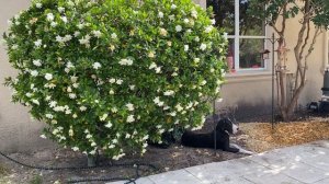 Great Dane Loves To Relax Beside Flowering Gardenia Bush