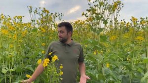 Сильфия в Украине