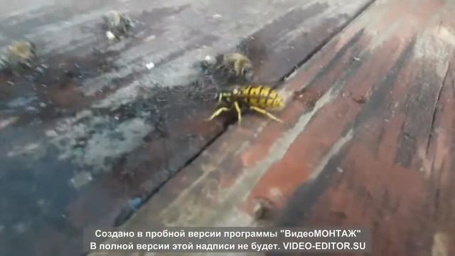 Большой Ос и пчель) смотреть онлайн