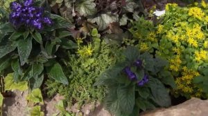 СУККУЛЕНТЫ, ОЧИТОК, СЕДУМ, МОЛОДИЛО. ПОСАДКА, УХОД,ЧЕРЕНКОВАНИЕ,