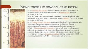 Почвы таежно-лесной зоны