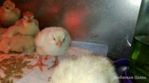 ИНКУБАЦИЯ ИНДЮКОВ ХАЙБРИД КОНВЕРТЕР - ВСЕГДА ПОЛУЧАЕТСЯ ✌️ и никаких пелёнок❗