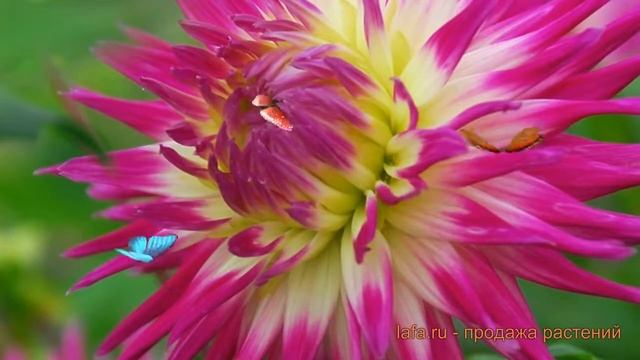 Георгина полукактусовая Веритабл (dahlia veritable) ? обзор: как сажать, луковицы георгины Веритабл