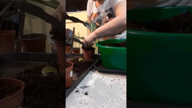 Пересадка диффенбахии, алоказии, монстеры. смотреть онлайн