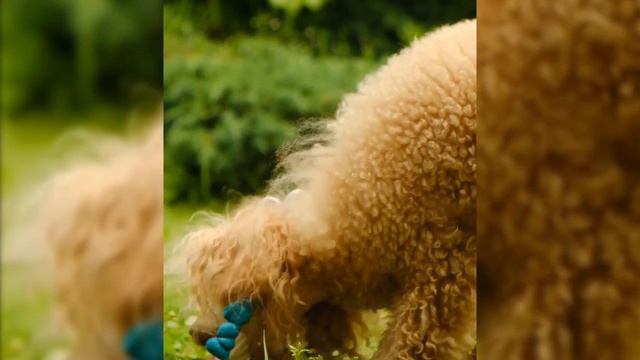 Игрушка полиуретаново-латексный колобок в виде цыпленка смотреть онлайн