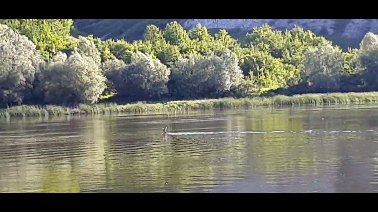 КОСУЛЯ ПЕРЕПЛЫВАЕТ ДОН!!! смотреть онлайн