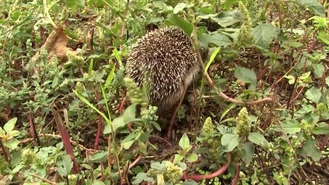 Ежик животное 2018 года смотреть онлайн
