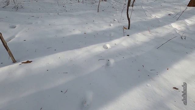 УДАЧНАЯ ОХОТА РЫСИ смотреть онлайн