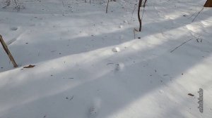 УДАЧНАЯ ОХОТА РЫСИ