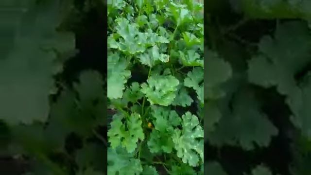 Кабачок "Арал" сколько собираем с уплотнённых грядок. смотреть онлайн