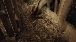 Козотерапия//Можно ли давать хлеб козам?