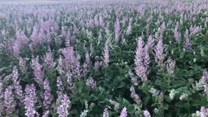 Пасека захлебнётся нектаром с сильными пчёлами:))