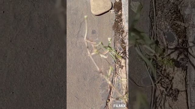 Часть 3. Как #размножать #флокс #шиловидный легко черенкованием и сделать ковровые #цветники. смотреть онлайн