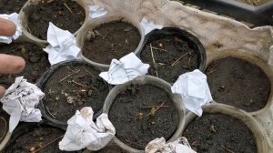 Как размножить малину. Очень эффективный способ, размножения малины!