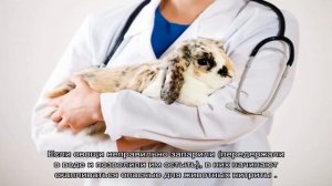 Понос у кролика:  что делать хозяину декоративного зверька