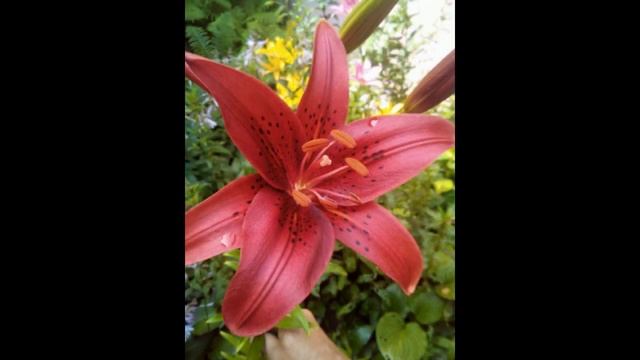 Фридерик Шопен . Вальс цветов смотреть онлайн