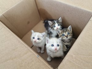 Туристы в лесу нашли кучку котят | четыре котенка оказались брошены на смерть | Что дальше? смотрите