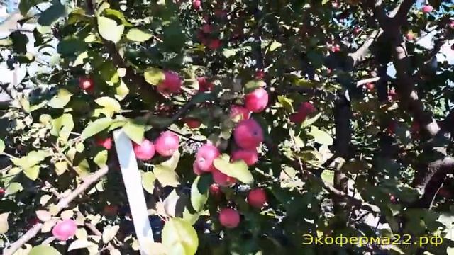 Удивительное рядом... Многосортовые(семейные) деревья. смотреть онлайн