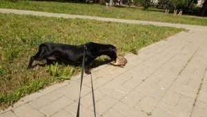 Такса Макс лает на черепаху