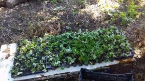 Обработка помидор от сорняков гербицидом ЛАЗУРИТ.