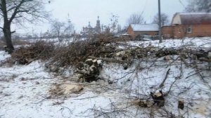 Можно ли валить деревья электропилой?! МАКИТА  UC 4041 A