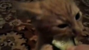 Чем кормить маленьких котят