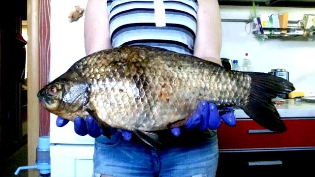 Поймал КРУПНОГО КАРАСЯ на 5кг 450гр!!! | Самая Большая в Мире пойманная Рыба