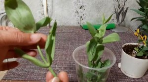 Эустома на черенкование!8 октября 2023 г.