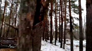 погрузка леса трактором ЮМЗ