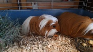 Морские свинки. Порода - Коронет. Мальчишки отлично живут вместе.