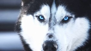 Какой Хаски на самом деле? Хаски в дикой природе. Хаски собака обзор. Почему Хаски необычная собака