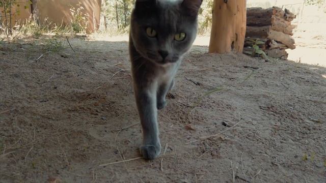 Река Обь. Острова. День ВМФ. Лодка смотреть онлайн