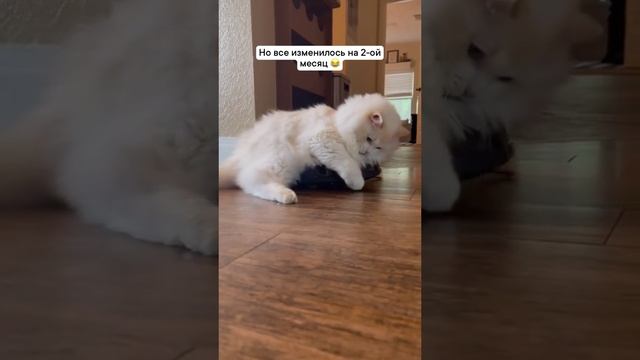 VID_20231103_205026_148.mp4