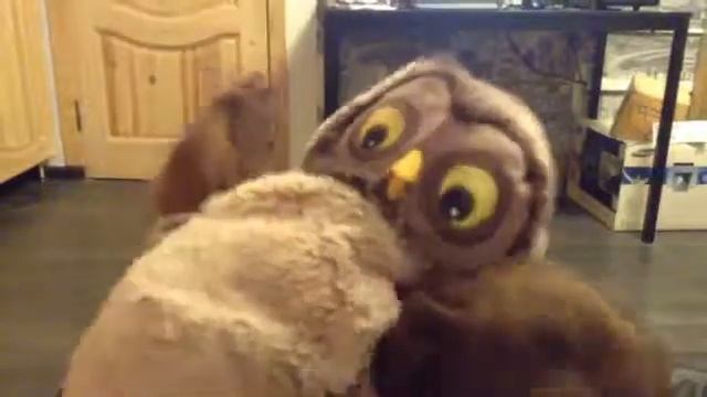 Вопрос ответ от совушки Гульшат смотреть онлайн