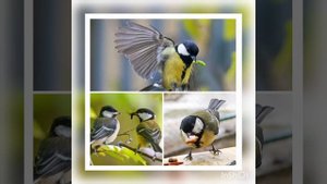 Польза птиц против насекомых- вредителей 29 апреля 2020 г.