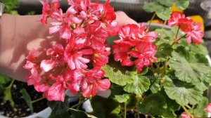 ГЕРАНЬ На УЛИЦЕ НЕ любит эти 10 вещей! ЖАЛЕЮ, что РАНЬШЕ об этом не знала!