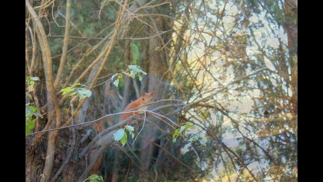 МИР ПОЛОН ЗВУКОВ Светлана Альшанская смотреть онлайн