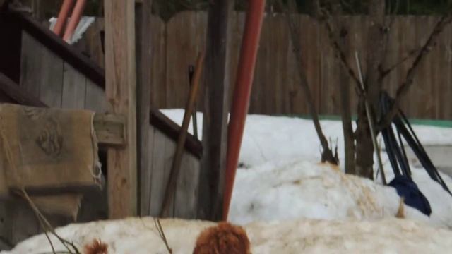 Щенки малого пуделя красного окраса смотреть онлайн