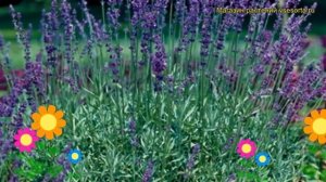Лаванда узколистная Эллеганс Пёрпл. Краткий обзор, описание lavandula angustifolia Ellagance Purple