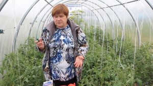 Болезни Томатов. Эффективная Профилактика и Лечение Болезней Томатов.