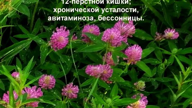 Соцветия клевера