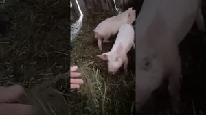 Откорм свиней ржаными отрубями!!!