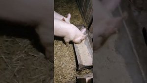 Сухое кормление свиней